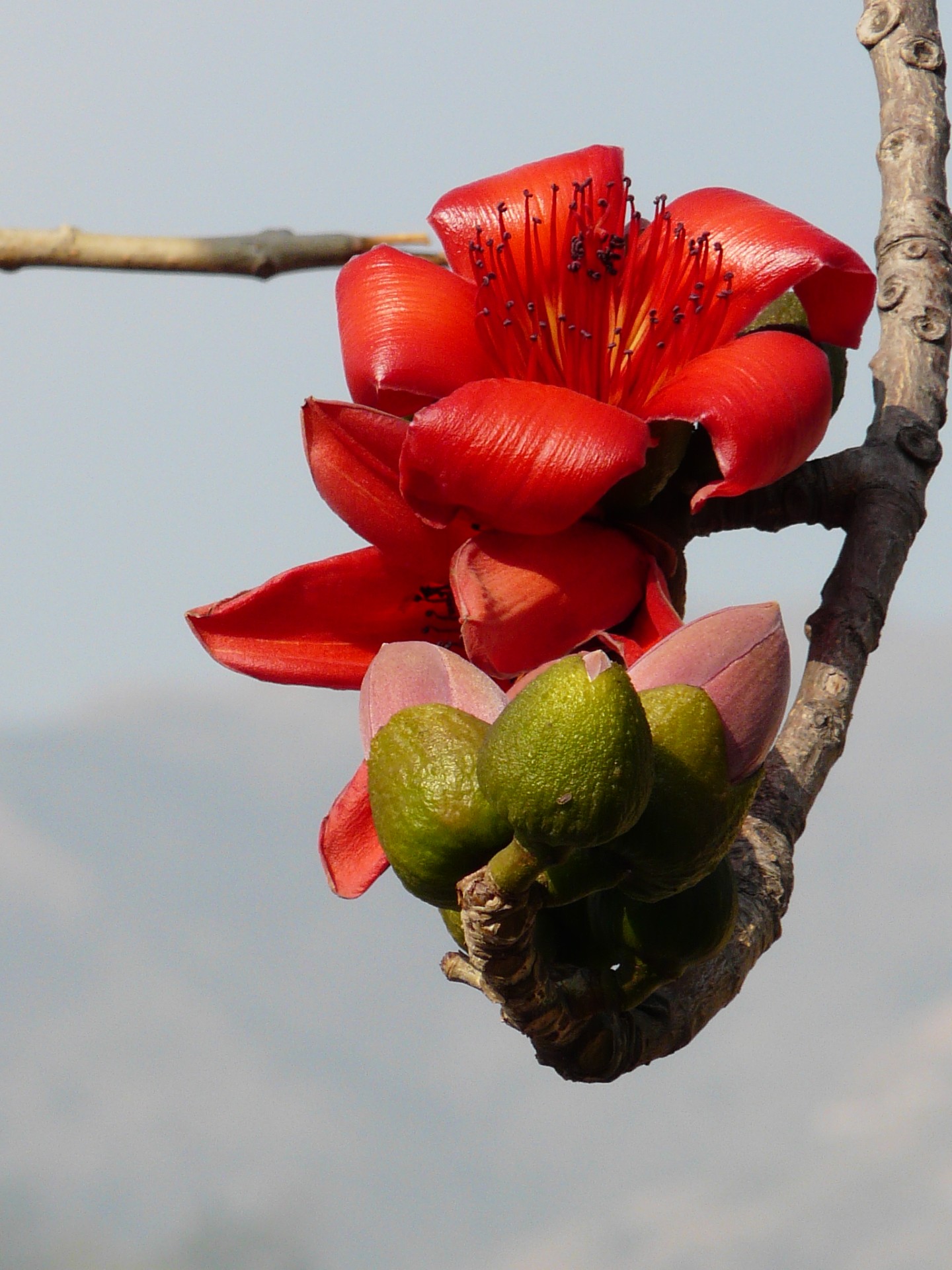 Rishikesh plante
