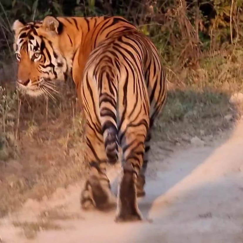 Tigre Inde Ranthambore